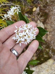 Olearia arborescens