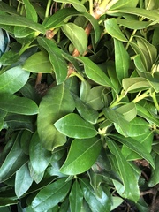 Rhododendron ponticum