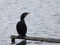 Microcarbo melanoleucos brevirostris