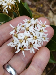 Olearia arborescens