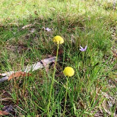 Craspedia variabilis