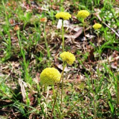 Craspedia variabilis