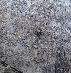 Glischrochilus fasciatus