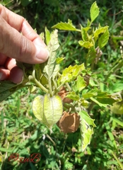 Physalis nicandroides