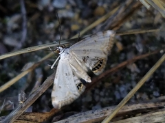 Cataclysta lemnata