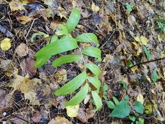 Polygonatum odoratum