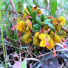 Grevillea chrysophaea