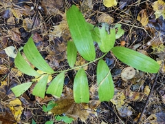 Polygonatum odoratum