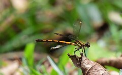 Diphlebia euphoeoides