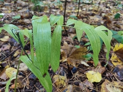 Polygonatum odoratum