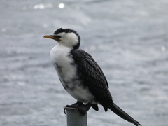 Microcarbo melanoleucos brevirostris