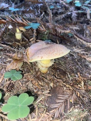 Suillus ponderosus