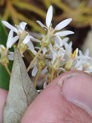 Olearia arborescens