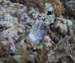 Gymnothorax pictus