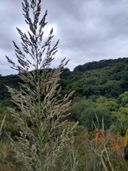 Muhlenbergia lindheimeri