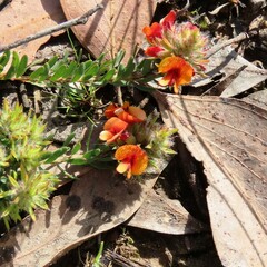 Pultenaea humilis