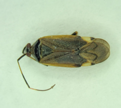 Adelphocoris triannulatus