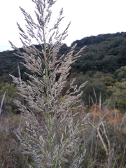 Muhlenbergia lindheimeri