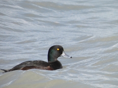 Aythya novaeseelandiae