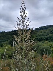 Muhlenbergia lindheimeri
