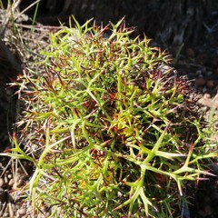 Isopogon ceratophyllus
