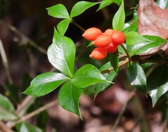 Alyxia oblongata