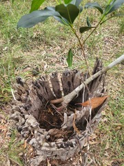 Ficus rubiginosa