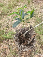 Ficus rubiginosa