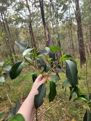 Ficus rubiginosa