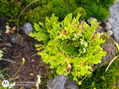 Selaginella lepidophylla