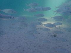Pseudocaranx dentex