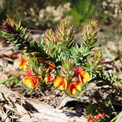 Pultenaea humilis