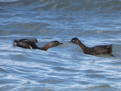 Poliocephalus rufopectus