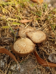 Lentinus arcularius