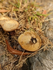 Lentinus arcularius