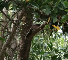 Centropus phasianinus