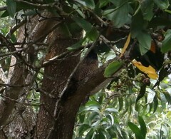 Centropus phasianinus