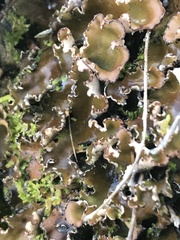 Peltigera scabrosella