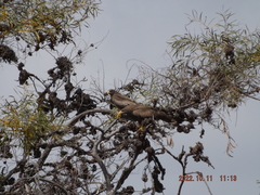 Milvus migrans parasitus