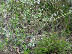 Logania recurva
