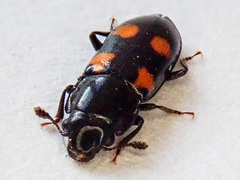 Glischrochilus quadripunctatus