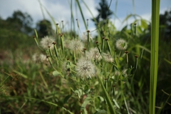 Porophyllum ruderale