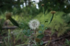 Porophyllum ruderale