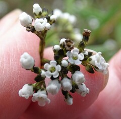 Logania recurva