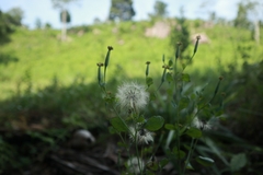 Porophyllum ruderale