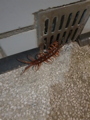 Scolopendra dehaani