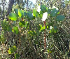 Protea cynaroides