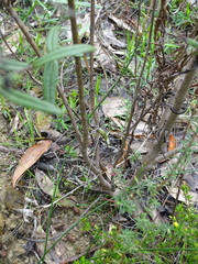 Logania recurva