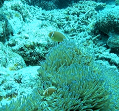 Amphiprion perideraion