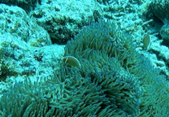 Amphiprion perideraion